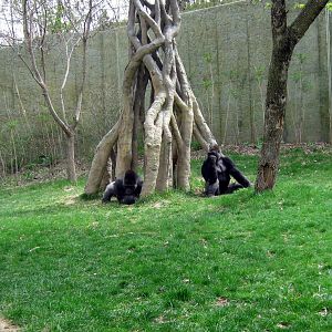 Hubbard Gorilla Valley-Eastern Gorillas