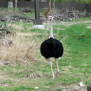 African Veldt-Ostrich