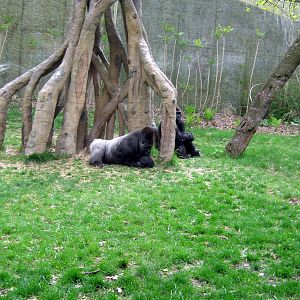Hubbard Gorilla Valley-Eastern Gorillas