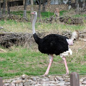African Veldt-Ostrich