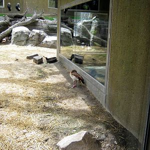 Hubbard Gorilla Valley-Egyptian Goose