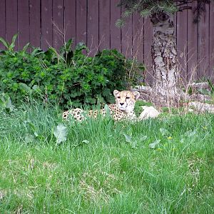 Cheetah Valley-Cheetah