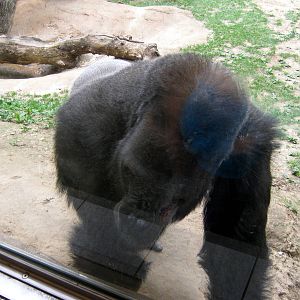 Hubbard Gorilla Valley-Eastern Gorilla