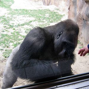 Hubbard Gorilla Valley-Eastern Gorilla
