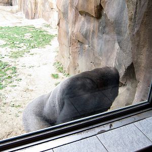 Hubbard Gorilla Valley-Eastern Gorilla