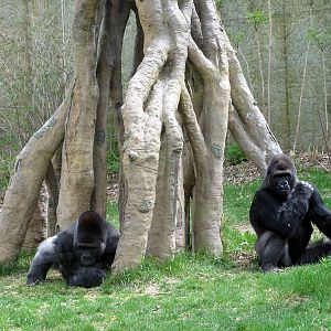 Hubbard Gorilla Valley-Eastern Gorillas