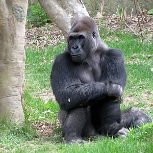 Hubbard Gorilla Valley-Eastern Gorilla