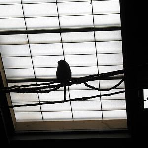 Hubbard Gorilla Valley- Mona Monkey