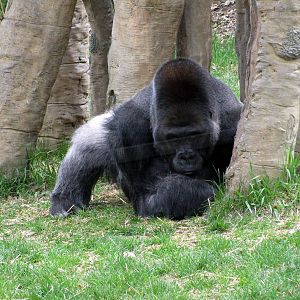 Hubbard Gorilla Valley-Eastern Gorilla