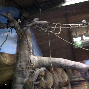 Hubbard Gorilla Valley-Mona Monkey