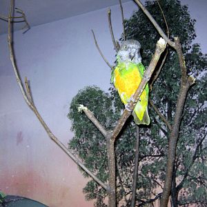 Hubbard Gorilla Valley-Senegal Parrot