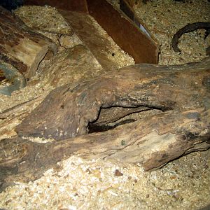 Hubbard Gorilla Valley-Dwarf Mongoose