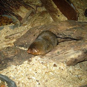 Hubbard Gorilla Valley-Dwarf Mongoose