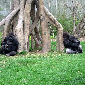 Hubbard Gorilla Valley-Eastern Gorilla