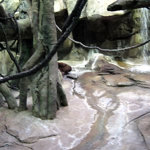 Hubbard Orangutan Forest-Orangutan Exhibit