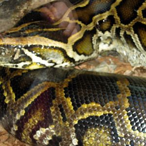 Hubbard Orangutan Forest-Burmese Python