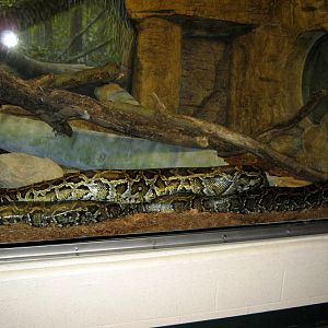 Hubbard Orangutan Forest-Burmese Python