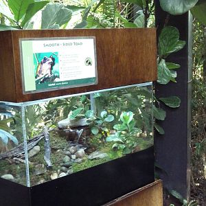 RainForest Building - Smooth-Sided Toad Exhibit