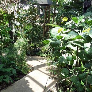 RainForest Building - Medicine Trail