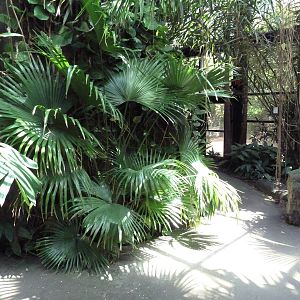 RainForest Building - Medicine Trail