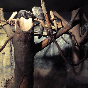 RainForest Building - White-Faced Saki Monkey/Emperor Tamarin/Tamandua Exhi