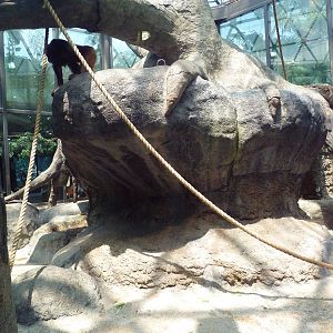 RainForest Building - Bornean Orangutan Exhibit