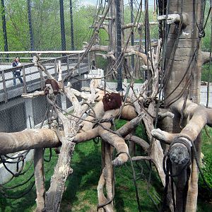 Hubbard Orangutan Forest-Orangutan Exhibit