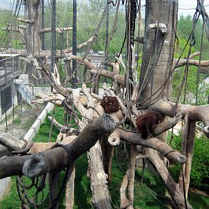 Hubbard Orangutan Forest-Orangutan Exhibit