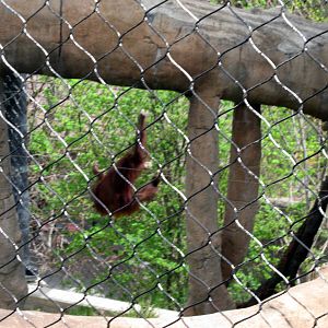 Hubbard Orangutan Forest-Orangutan