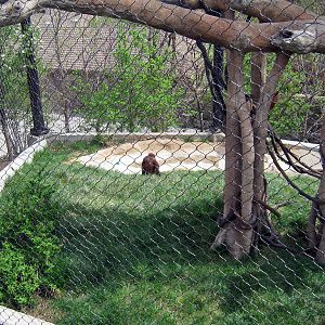Hubbard Orangutan Forest-Orangutan