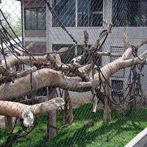 Hubbard Orangutan Forest-Orangutan Exhibit