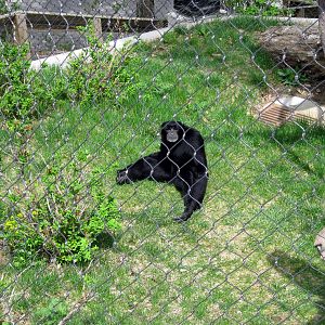 Hubbard Orangutan Forest-Siamang