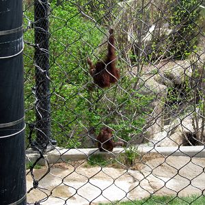 Hubbard Orangutan Forest-Orangutans