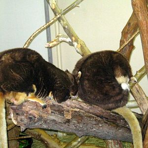 Nursery-Tree Kangaroos
