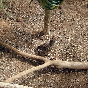 Desert Dome-Cape Thick-knee