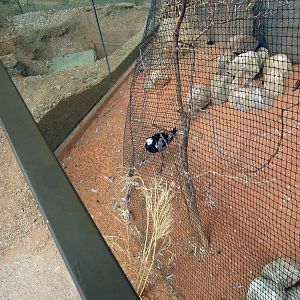 Desert Dome-Blacksmith Plover