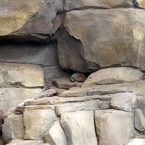 Desert Dome-Klipspringer