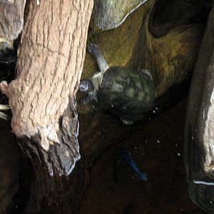Desert Dome-Turtle