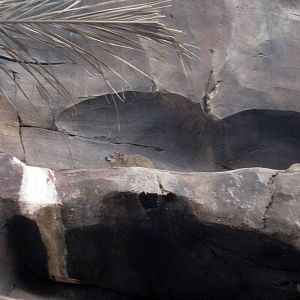 Desert Dome-Rock Hyrax