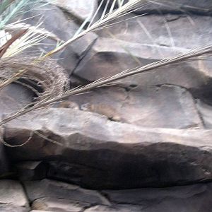 Desert Dome-Rock Hyrax