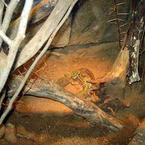 Desert Dome-Bearded Dragon