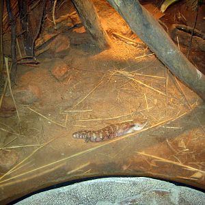 Desert Dome-Blue-tounged Skink