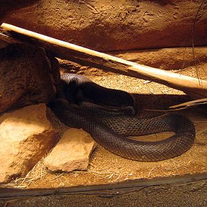 Desert Dome-Inland Taipan
