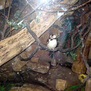 Desert Dome-Kookaburra