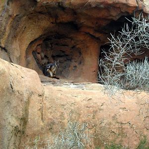 Desert Dome-Rock Wallaby