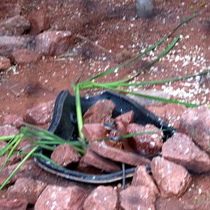 Desert Dome-Zebra Finch