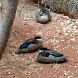 Desert Dome-Hottentot Teals