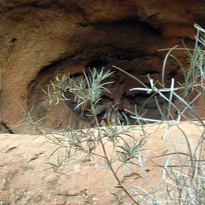 Desert Dome-Rock Wallaby