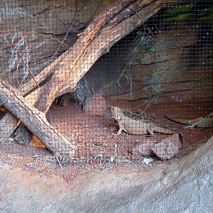 Desert Dome-Bearded Dragonh