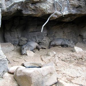 Desert Dome-Collard Peccaries
